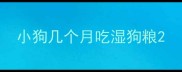 小狗几个月吃湿狗粮
