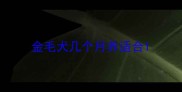 金毛犬几个月养适合