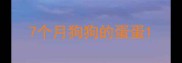 7个月狗狗的蛋蛋