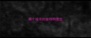 哪个城市的宠物狗便宜