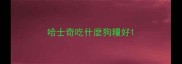 哈士奇吃什麼狗糧好