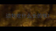 边牧吃什么长的快