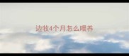 边牧4个月怎么喂养
