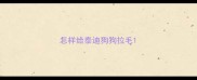 怎样给泰迪狗狗拉毛