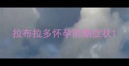 拉布拉多怀孕前期症状