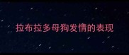 拉布拉多母狗发情的表现