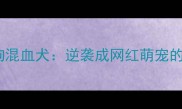 比熊犬和土狗混血犬逆袭成网红萌宠的养护全攻略