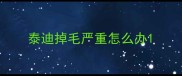 泰迪掉毛严重怎么办