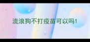 流浪狗不打疫苗可以吗