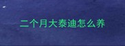 二个月大泰迪怎么养