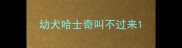 幼犬哈士奇叫不过来
