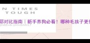 金毛vs萨摩耶对比指南新手养狗必看哪种毛孩子更值得入手