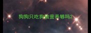 狗狗只吃狗粮营养够吗