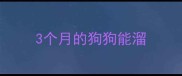 3个月的狗狗能溜