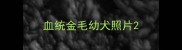 血统金毛幼犬照片