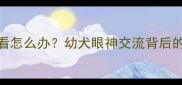 哈士奇总盯着人看怎么办幼犬眼神交流背后的科学与训练指南