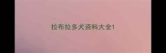 拉布拉多犬资料大全