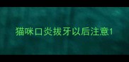 猫咪口炎拔牙以后注意