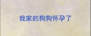 我家的狗狗怀孕了