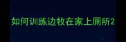 如何训练边牧在家上厕所