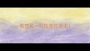 我想买一只拉布拉多犬