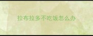 拉布拉多不吃饭怎么办
