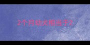 2个月幼犬相当于