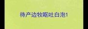 待产边牧呕吐白泡