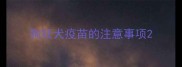 狗狂犬疫苗的注意事项
