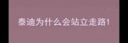 泰迪为什么会站立走路