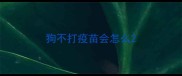 狗不打疫苗会怎么