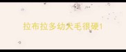 拉布拉多幼犬毛很硬