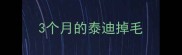 3个月的泰迪掉毛