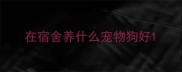 在宿舍养什么宠物狗好