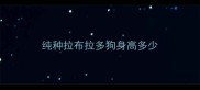 纯种拉布拉多狗身高多少