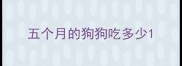 五个月的狗狗吃多少