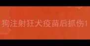 狗注射狂犬疫苗后抓伤