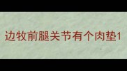 边牧前腿关节有个肉垫