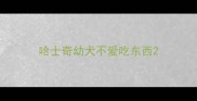 哈士奇幼犬不爱吃东西