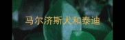 马尔济斯犬和泰迪