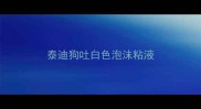 泰迪狗吐白色泡沫粘液