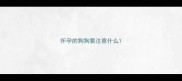 怀孕的狗狗要注意什么