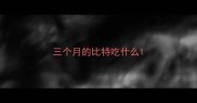 三个月的比特吃什么