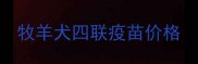 牧羊犬四联疫苗价格