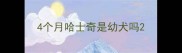 4个月哈士奇是幼犬吗