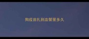 狗疫苗扎到血管里多久