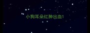小狗耳朵红肿出血