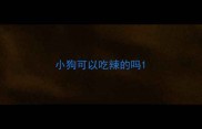 小狗可以吃辣的吗