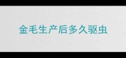 金毛生产后多久驱虫