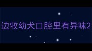 边牧幼犬口腔里有异味